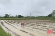 Thiệu Hoá có 37 ha cây trồng bị ngập do mưa