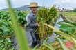 Nông dân tập trung thu hoạch lúa sau đợt mưa lớn kéo dài