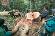 Triệt phá vụ khai thác gỗ trái phép trên địa bàn huyện Mường Lát