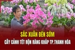 Sắc Xuân đến sớm: Cây cảnh tết rộn ràng khắp TP Thanh Hóa