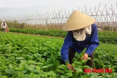 Huyện Thiệu Hóa thực hiện có hiệu quả chính sách phát triển nông nghiệp