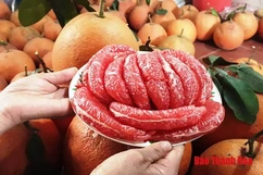 Những đặc sản trên vùng đất “Hai vua”