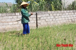 Chủ động bảo đảm nước tưới bằng bơm điện cho diện tích có khả năng xảy ra hạn