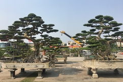 Tổ chức Triển lãm và hội chợ sinh vật cảnh huyện Triệu Sơn năm 2022