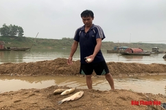 Huyện Thọ Xuân: Cá lồng trên sông Chu chết bất thường