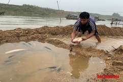 Huyện Thọ Xuân: Cá lồng tiếp tục chết bất thường tại xã Thọ Lâm