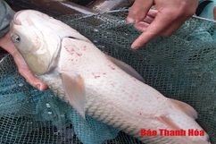 Vụ cá chết bất thường trên sông Mã:  Phát hiện cơ sở xả thải trực tiếp ra sông