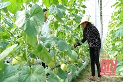 37,5 ha rau củ quả ở Thọ Xuân được sản xuất trong nhà màng, nhà lưới