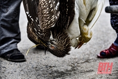 TP Thanh Hóa: Chim trời bị săn bắn, bày bán tràn lan