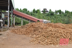 Nhà máy chế biến tinh bột sắn Phúc Thịnh phấn đấu giá trị xuất khẩu đạt 15 triệu USD