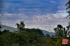 Nơi đàn chim trở về