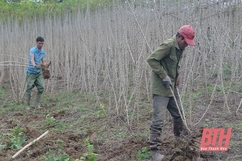 Công ty TNHH Chế biến nông - lâm sản xuất khẩu Như Xuân phấn đấu giá trị xuất khẩu tinh bột sắn đạt 12 triệu USD