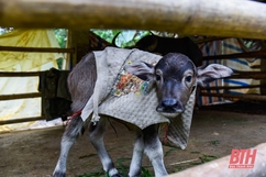 Nông dân Thanh Hóa “mặc áo” chống rét cho vật nuôi.