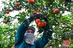 Nông dân Xuân Hòa thu hoạch cam bán Tết