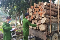 Khởi tố đối tượng khai thác, vận chuyển gỗ trái phép