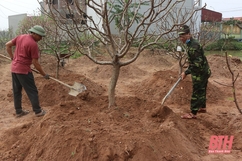 Người dân trồng đào ở Quảng Chính tất bật sau tết