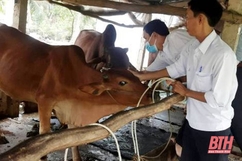 Thanh Hóa phân bổ hơn 1,2 triệu liều vaccine phòng bệnh cho đàn vật nuôi tại 6 huyện nghèo