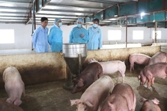 Thanh Hóa hỗ trợ hơn 3,1 tỷ đồng cho các hộ dân có lợn mắc bệnh dịch tả lợn Châu Phi
