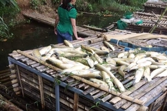 Tiếp tục xuất hiện tình trạng cá chết hàng loạt ở sông Mã đoạn qua huyện Bá Thước