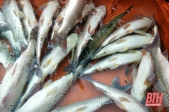 24,8 tấn cá lồng trên sông Mã của người dân huyện Cẩm Thuỷ bị thiệt hại