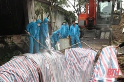 Huyện Yên định tiêu huỷ 170 con trâu, bò bị bệnh viêm da nổi cục