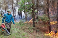 Hạt kiểm lâm thị xã Nghi Sơn làm giảm vật cháy dưới tán rừng