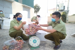 Cục Quản lý thị trường tỉnh Thanh Hóa hỗ trợ tiêu thụ 100 tấn  vải thiều Bắc Giang