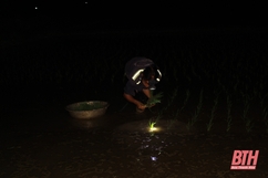 Nông dân Thanh Hóa chong đèn cấy lúa đêm