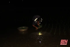 Nông dân Thanh Hóa chong đèn cấy lúa đêm
