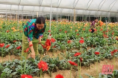 Trồng hoa thâm canh ở Thanh Hóa đem lại giá trị kinh tế cao