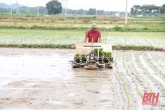 Thanh Hóa nỗ lực hoàn thành mục tiêu gieo cấy 115.000 ha lúa thu mùa