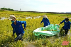 Màu áo xanh tình nguyện giúp dân thu hoạch lúa mùa tránh bão