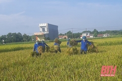 Đoàn Thanh niên huyện Nông Cống giúp nông dân thu hoạch lúa mùa