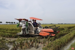 Huyện Thiệu Hoá tập trung thu hoạch lúa thu mùa 2021