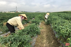 Huyện Yên Định có 12 vùng sản xuất bảo đảm yêu cầu đăng ký cấp mã số vùng trồng