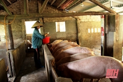 Xây dựng mô hình chăn nuôi lợn đảm bảo an toàn sinh học