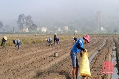 Trung tâm Dịch vụ nông nghiệp huyện Vĩnh Lộc triển khai thí điểm mô hình sản xuất mới trong vụ đông năm 2021-2022