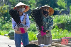 Dịu thơm hương bài Yên Cát