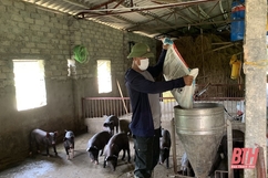 Huyện Nông Cống công bố hết bệnh dịch tả lợn Châu Phi