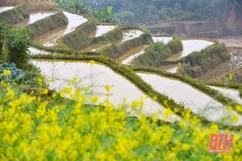 Pù Luông mùa nước đổ lấp lánh những ô màu
