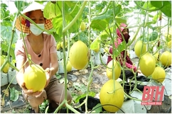 Năm 2022 huyện Thọ Xuân phấn đấu tích tụ thêm 250 ha đất nông nghiệp