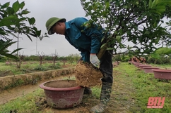 Cam, quất cảnh vào vụ mới