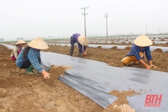 Nông dân Thanh Hoá chủ động chống rét cho cây trồng, vật nuôi