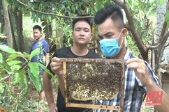 Thanh Hóa có gần 13.000 hộ nuôi ong mật