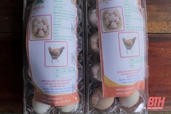 Trứng gà đồi Tân Lập: Sản phẩm nông nghiệp an toàn