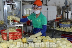 Dứa đóng hộp xứ Thanh vươn ra thị trường nước ngoài