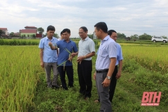 Huyện Vĩnh Lộc dự kiến năng suất lúa vụ chiêm xuân đạt 65 - 68 tạ/ha