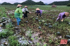 Thạch Thành: Mưa lớn gây ngập úng nhiều diện tích lúa, rau màu