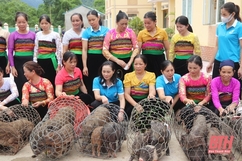 Ra mắt Tổ hợp tác chăn nuôi lợn nái đen sinh sản do phụ nữ làm chủ tại Quan Hóa