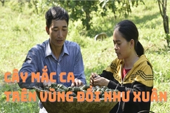 Cây mắc ca trên vùng đồi Như Xuân